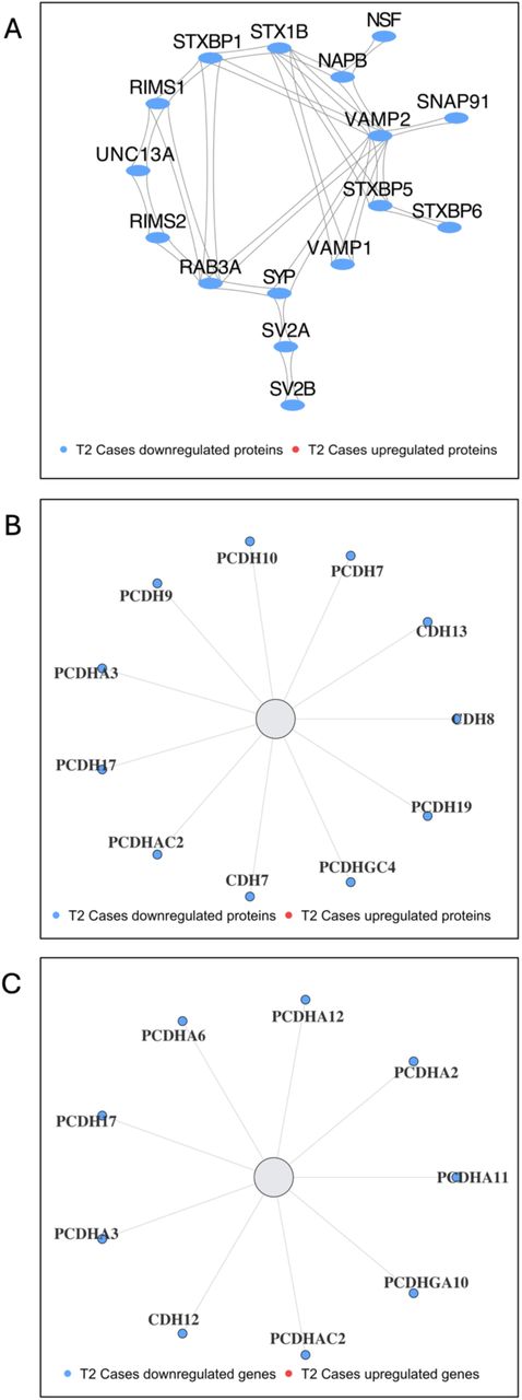 Proteomic and transcriptomic downregulation of synaptic vesicle and cell adhesion networks in T2 male fetal brains following prenatal cannabis exposure.(A) STRING network of significantly altered presynaptic vesicle fusion and release proteins in male T2 Cases vs. Controls. Nodes represent proteins meeting differential abundance criteria (adjusted P < 0.05, |log₂FR| ≥ 0.58); edges indicate protein–protein interactions; colors denote the direction of significant change. (B) Proteomic and (C) transcriptomic representations of protocadherin and cadherin family members in male T2 Cases vs. Controls. Nodes represent gene transcripts or proteins grouped by family; colors denote the direction of significant change. Filled nodes indicate significant changes (adjusted P < 0.05, |log₂FR| ≥ 0.58).