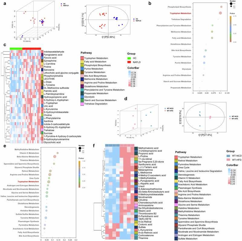 Disordered tryptophan metabolism in NAFLD patients and mice.a Three-dimensional score of PCA and two-dimensional score of OPLS-DA model based on the data of serum metabolic profiles of HC and NAFLD patients. b The pathway enrichment analysis of differential metabolites between HC and NAFLD patients, (c) and the clustering heat map of the differential serum metabolites (The color modules of metabolites correspond to the related pathways). d Two and three-dimensional scores of OPLS-DA model based on the data of serum metabolic profiles of WT mice feeding with NCD or HFD. e The pathway enrichment analysis of differential metabolites between WT mice with NCD or HFD, (f) and the clustering heat map of the differential serum metabolites (The color modules of metabolites correspond to the related pathways). Note: Data were given as median with range. n: (a–c), HC, n = 10 and NAFLD, n = 15; (d–f), n = 4 per group. PCA principal component analysis, OPLS-DA orthogonal partial least-squares discrimination analysis.
