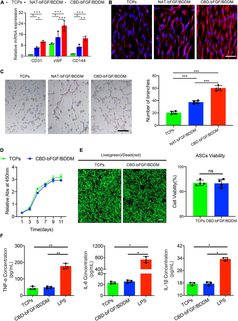 (A) Endothelial cell-specific markers’ (CD31, vWF, and CD144) expression quantified by qRT-PCR demonstrates that natural (NAT)–basic fibroblast growth factor (bFGF)/book-shaped decellularized dermal matrix (BDDM) or collagen-binding domain (CBD)–bFGF/BDDM induced the expression of these endothelial molecular markers. (B) Immunofluorescence staining assays for CD31 expression in the adipose-derived stromal cells (ASCs) cultured with tissue culture polystyrenes (TCPs), NAT-bFGF/BDDM, or CBD–bFGF/BDDM for 10 days. Bar = 50 μm. (C) Phase-contrast photographs of the differentiated ASCs subsequently plated onto Matrigel for 12 h show more formation of capillary-like structures under the stimulation of CBD–bFGF/BDDM for 10 days. Bar = 100 μm. (D) Comparative cell proliferation assay of ASCs seeded on the TCPs and CBD–bFGF/BDDM using CCK8 assay (n = 4). (E) Representative photographs show the live (green) and dead (red) ASCs after culturing with ASCs for 3 days and the viability analysis for the cells on the TCPs and CBD–bFGF/BDDM. Bar = 100 μm. (F) Pro-inflammatory cytokine (TNF-α, IL-6, and IL-1β) secreted by RAW 264.7 in the supernatant of TCPs, CBD–bFGF/BDDM, or lipopolysaccharide group. Data are shown as means ± standard deviation (*P < 0.05, **P < 0.01, and ***P < 0.001).