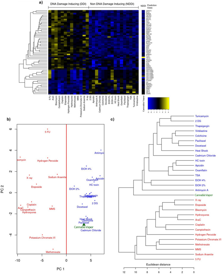 Cannabis vapor does not elicit genotoxic effects in alveolar epithelial cells. (a) Heatmap, (b) PCA, and (c) hierarchical clustering using Euclidean distances with average linkage of transcriptome profiling data illustrating co-expressed sets of genes associated with genotoxic and non-genotoxic compounds