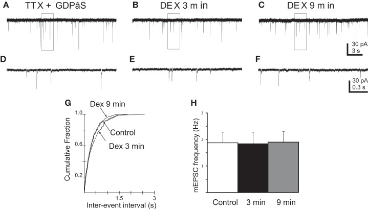 Blockade of G-protein activity prevented DEX-induced changes in mEPSC frequency in PVN gastric-related preautonomic neurons. (A–C) Sequential recordings of mEPSCs observed in an EGFP-labeled PVN neuron at a holding potential of −60 mV loaded with the G-protein inhibitor, GDPβS, during control conditions (A), after 3 (B) and 9 min (C) of bath application of 10 μM DEX. (D–F) Expanded traces from the boxed areas in the traces shown in (A–C). (G) Cumulative probability plots of inter-mEPSC interval distribution from the same cell showed no significant increase at any time in mEPSC frequency (p > 0.05; K–S test). (H) No change in group means in mEPSC frequency after by 10 μM DEX at 3 and 9 min (n = 5; p > 0.05; ANOVA, Tukey’s).