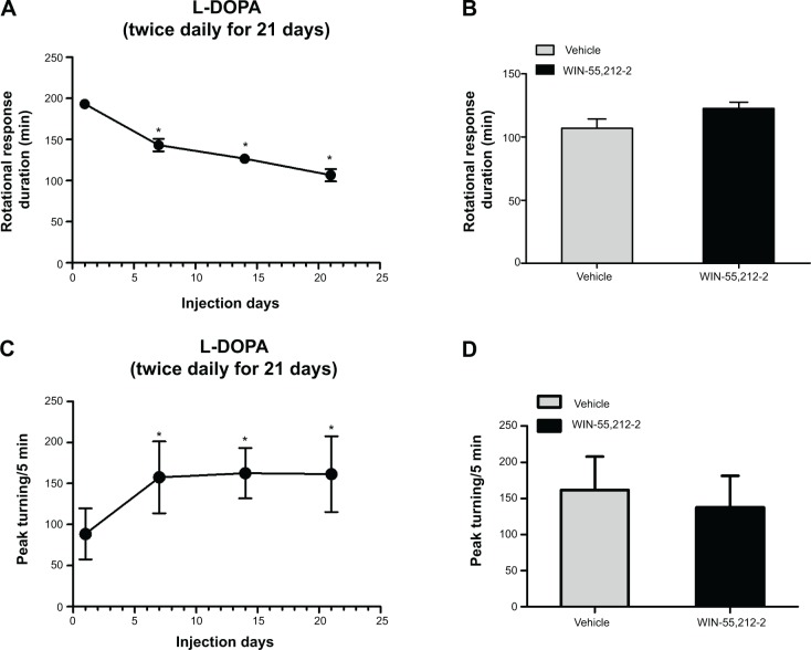 Effects of acute administration of WIN-55,212-2 on dyskinetic responses to L-DOPA in 6-OHDA-lesioned rats.Notes: (A) Effects of chronic L-DOPA administration on the duration of rotational responses. (B) Effects of WIN-55,212-2 on the duration of rotational responses to L-DOPA. (C) Effects of chronic L-DOPA administration on peak turning responses. (D) Effects of WIN-55,212-2 on peak turning responses to L-DOPA. All 6-OHDA-lesioned rats received IP injections of L-DOPA at 50 mg/kg and benserazide at 12.5 mg/kg (twice daily for 21 days). Rotational responses and peak turning were measured immediately after L-DOPA injections at day 1, 7, 14, and 21 (A and C). At day 22, rats were randomly divided into two groups (n=7 per group) and received co-administration of WIN-55,212-2 (1 mg/kg, IP) or vehicle with L-DOPA/benserazide. Behavioral activities were measured following L-DOPA injection (C and D). *P<0.05 versus day 1.Abbreviations: 6-OHDA, 6-hydroxydopamine; IP, intraperitoneal; L-DOPA, L-3,4-dihydroxyphenylalanine.