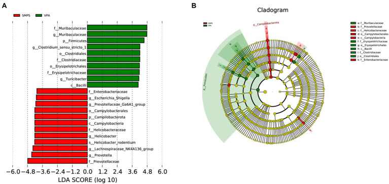 Significant bacterial taxa between the SMPS and VPA groups (n = 8 per group). (A) Cladogram based on the linear discriminant analysis effect size (LEfSE) method, the statistical significance cutoff: absolute linear discriminant analysis (LDA) score log10 ≥ 2.0; (B) Linear discriminant analysis (LDA) coupled with LEfSE between the SMPS and VPA groups.