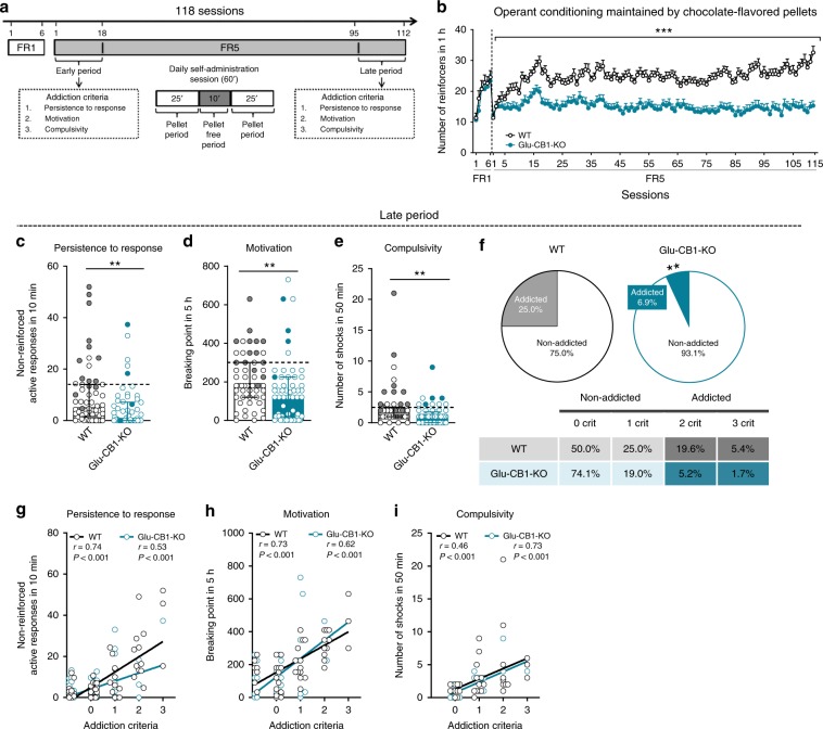 Glu-CB1-KO mice display resilience to food addiction.a Timeline of the experimental sequence of the food addiction mouse model. b Reduced number of reinforcers during 1 h of operant training sessions maintained by chocolate-flavored pellets in Glu-CB1-KO compared to WT mice (mean ± S.E.M, repeated measures ANOVA, genotype effect ***P < 0.001). c–e Glu-CB1-KO mice decreased response in the three addiction-like criteria tests (individual data with median and interquartile range, U Mann–Whitney, **P < 0.01): c Persistence to response. d Motivation. e Compulsivity. The dashed horizontal line indicated the 75th percentile of distribution of WT mice, it is used as the threshold to consider a mouse positive for one criterion. Addicted mice in gray filled circles for WT and blue for Glu-CB1-KO mice. f Reduced percentage of mice categorized as addicted in Glu-CB1-KO compared to WT mice at the late period (chi-square, **P < 0.01). g–i Pearson correlations between individual values of addiction-like criteria and g non-reinforced active responses in 10 min, h breaking point in 5 h and i number of shocks in 50 min (n = 56 for WT mice and n = 58 for Glu-CB1-KO mice; see also Supplementary Figs. 1 and 2; statistical details are included in Supplementary Table 1).