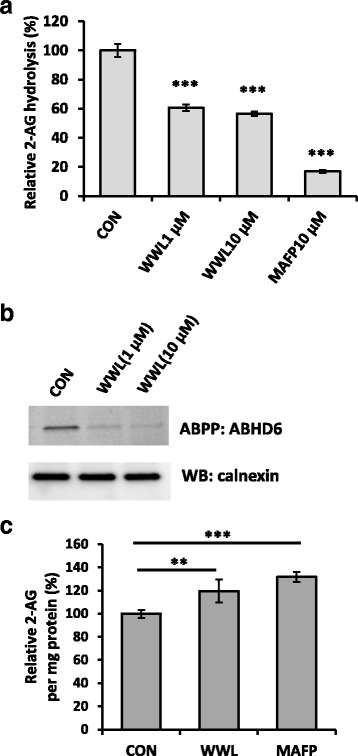 Inhibition of ABHD6 by WWL70 increased the 2-AG levels in BV2 cells. a BV2 cells were treated with WWL70 or MAFP for 30 min and then incubated with 3[H]-2-AG at 37 °C for 2 min. Cell lysates were mixed with MeOH/CHCl3 to separate the organic from aqueous phase. The amount of 3[H]-glycerol, the product of 2-AG hydrolysis, was measured in the aqueous phase. Inhibitors were added at either 1 or 10 μM. Data are represented as mean ± SD (n = 3). Triple asterisks denote p < 0.001 compared to the drug-treated groups. b The membrane fraction from BV2 cells was incubated with WWL70 for 10 min, reacted with HT-01 probe (1 μM) at 37 °C for 40 min, and then applied to SDS-PAGE. The gel was scanned to detect active ABHD6, followed by western blotting with an anti-calnexin antibody. c BV2 cells were incubated with 10 μM of WWL70 or MAFP for 1 h before harvest. Cell lipids were extracted with acetonitrile plus 0.02% TFA together with 2-AG-d8 as an internal standard. 2-AG was identified and quantified with LC-MS/MS based on the ratio to the internal standard. Data are represented as mean ± SD (n = 6). Double and triple asterisks denote p < 0.01 and 0.001, respectively, compared to control