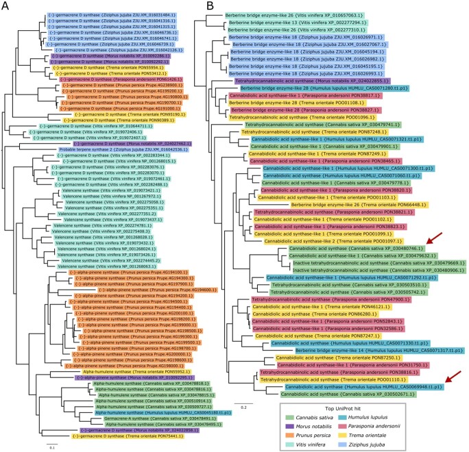 Gene family trees associated with terpene and cannabinoid biosynthesis. Phylogenetic trees demonstrate gene family expansions that are specific to hop and hemp and the Cannabaceae family. A) Gene family tree containing terpene synthase genes that is color-coded according to putative functional association. This tree shows species-specific divergence and specialization of terpene synthases in hop and hemp. Terpene synthases cluster by both function and species. B) Gene family tree containing genes putatively associated with cannabinoid synthase genes or Berberine bridge enzyme-like genes. Each branch is color-coded according to putative functional association. The red arrows point to the expressed copies of putative cannabidiolic acid synthase (CBDAS) in hop and CBDAS in hemp. This tree shows specific divergence of putative cannabinoid synthase genes in the Cannabaceae, derived from ancestral Berberine bridge enzyme-like proteins.