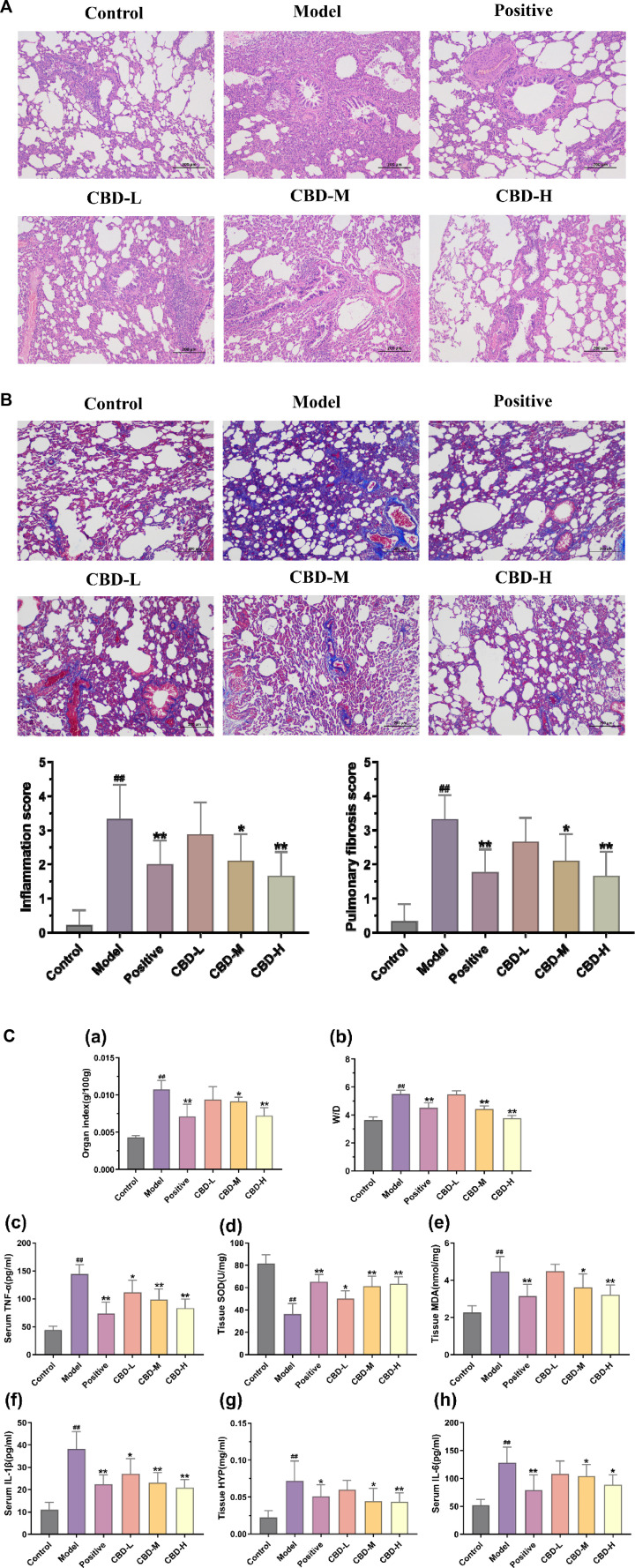 Pathological changes in pulmonary tissue: (A) Representative images of H&E staining (×100) and score; (B) Representative images of Masson dyeing(×100). (C) Analysis of methods for determination of biochemical indexes in each group of rats. (a) Results of the organ index. (b) W/D results. (c) Results of serum TNF-α. (d) Tissue SOD results. (e) Results of the organization of MDA. (f) Results of serum IL-1β. (g) Results of the organization of HYP. (h) Results of serum IL-6. Values represent the mean ± SD. * P < 0.05 and ** P < 0.01 compared to the model group. #P < 0.05 and ##P < 0.01 compared to the sham group.