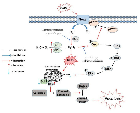 Proposed mechanism underlying the protective effects of tetrahydrocurcumin (THC) against NaIO3-induced oxidative damage in retinal pigment epithelial cells. THC suppresses NaIO3-induced NOX2 activation and ROS generation through inhibition of the Src/p47phox/NOX2 signaling pathway, thereby reducing oxidative stress and H2O2 accumulation. Consequently, THC preserves mitochondrial membrane potential, attenuates mitochondrial dysfunction, and suppresses apoptosis-associated protein activation, including Bax, cleaved caspase-3, and cleaved PARP. In addition, THC inhibits activation of the Ras/Raf/MEK/ERK signaling cascade, ultimately protecting ARPE-19 cells from oxidative stress-induced apoptosis and retinal degeneration.