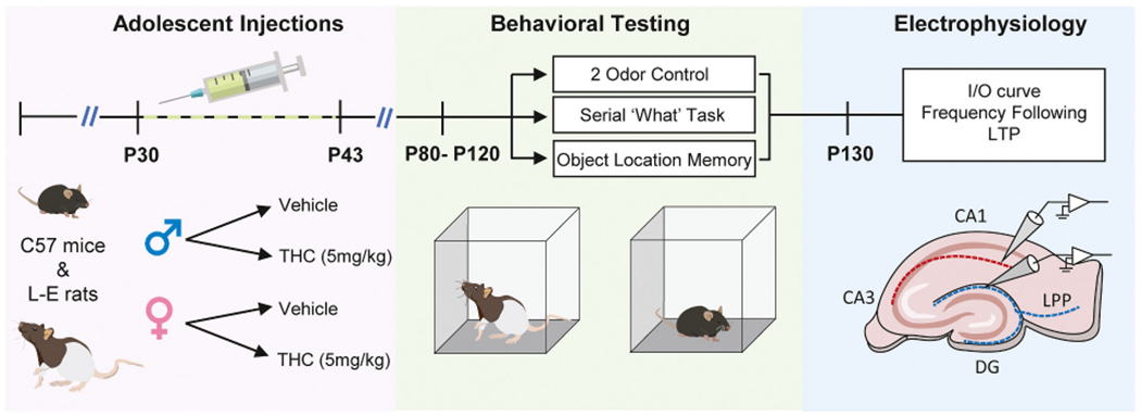 Experimental design and timeline. C57BL6 mice and Long-Evans (L-E) rats of both sexes received daily injections with vehicle or 5 mg/kg THC from postnatal day (P) 30-P43. All groups were allowed at minimum a 3-week washout period before experimental use. After this time, behavior was assessed in 3 tasks (2 odor control, Serial ‘What’ Task, Object Location Memory), one week apart. The specific task order was randomized by cohort (each cohort included equal numbers of vehicle and aTHC-treated animals). Upon completion of behavioral tasks, animals were used for electrophysiological analyses targeting the S—C projection to CA1 apical dendrites and lateral perforant path (LPP) innervation of the dentate gyrus (DG).