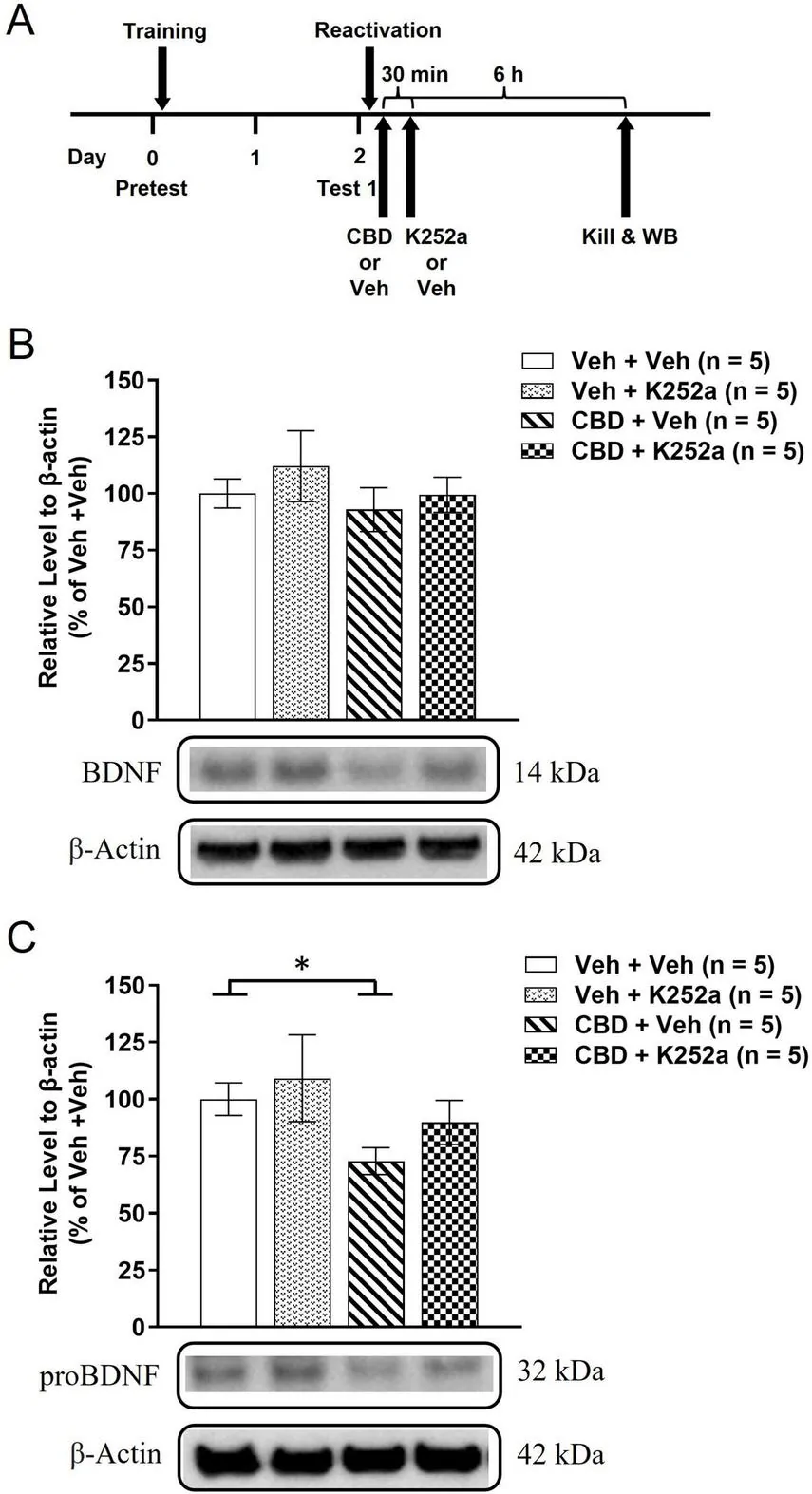 Panel A displays a timeline of experimental procedures including training, reactivation, drug or vehicle administration, test sessions, and tissue collection for Western blotting. Panel B shows a bar graph quantifying BDNF protein levels normalized to belta-actin, with representative Western blot bands for BDNF and belta-actin below. Four experimental groups are compared: Veh + Veh, Veh + K252a, CBD + Veh, and CBD + K252a. Panel C presents a similar bar graph for proBDNF protein levels, also normalized to belta-actin, with corresponding Western blot bands and a bracket indicating a significant difference between groups.