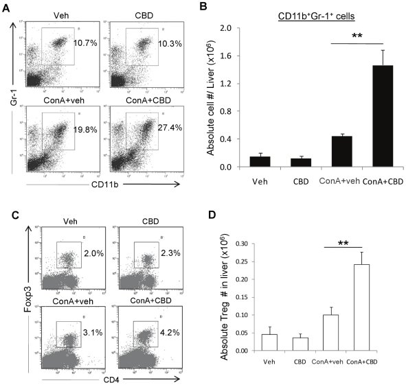 Phenotypic characterization of liver infiltrating cells: CBD treatment of hepatitis increases predominantly CD11b+Gr-1+ cell numbers in liver.WT mice were injected with PBS (Veh) or ConA. ConA injected mice were simultaneously administered (i.p.) with vehicle or CBD (25 mg/kg bd.wt.). CBD group received CBD alone at 25 mg/kg bd.wt. Liver infiltrating cells isolated after 12 h were stained for CD11b and Gr-1, and analyzed by FACS. Representative flow profiles for each sample showing frequency of CD11b+Gr-1+ cells (gated) is shown in panel A. Absolute numbers of CD11b+Gr-1+ cells were calculated from percentages and total cell numbers per liver (B). Cells were also stained and analyzed for Foxp3+ Tregs (D, E). Data represent mean ± SEM from 4 mice per treatment. Data were analyzed by Student's t-test (*p<0.05, **p<0.01).