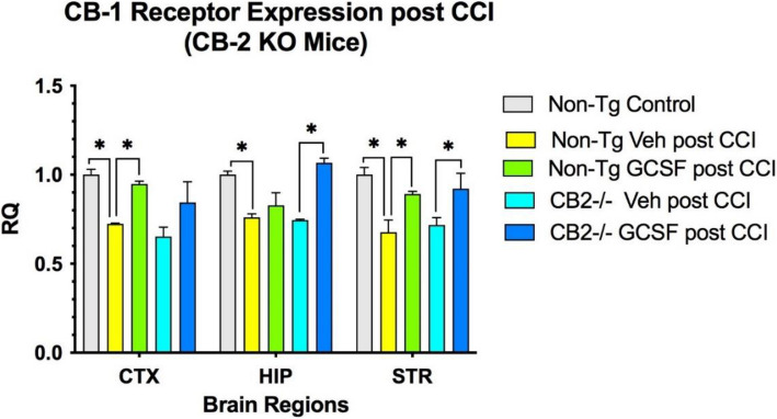 G-CSF treatment increased CB1 receptor expression significantly in CTX and STR in non-Tg control mice (*p < 0.05). (n = 4 mice per cohort) In the CB2 knockout mice, G-CSF treatment Increased expression of CB1 receptor significantly in HIP and STR (p < 0.05). 2-way ANOVA indicates that treatment contributed 51% of total variance (p < 0.01) and brain region contributed 15% of total variance (p = 0.09); this was followed by Sidak’s Multiple comparison tests showing significant differences between treatments (*p < 0.05)