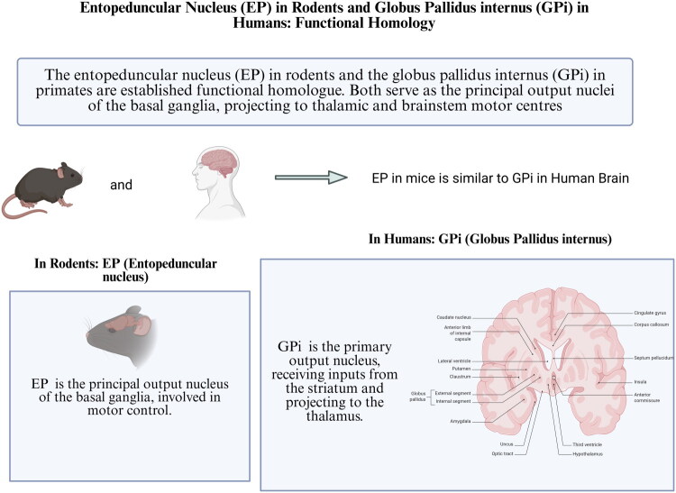 Diagrams of rodent and human brains highlighting the entopeduncular nucleus (EP) and globus pallidus internus (GPi).