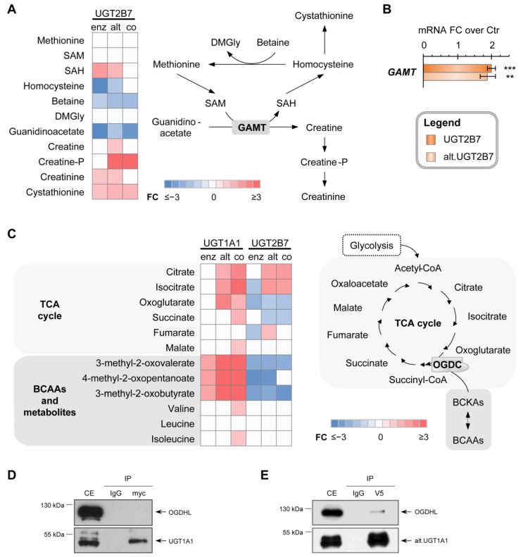 Specific metabolic changes induced by UGT expression. (A) Expression of UGT2B7 proteins is associated with elevated metabolites of the creatine pathway. Fold changes (FC) relative to control cells are provided in the heatmap. Non-significant metabolites are displayed in white. SAM, S-adenosyl-methionine; SAH, S-adenosyl-homocysteine; DMGly, dimethyl-glycine; GAMT, guanidinoacetate methyltransferase. (B) GAMT mRNA expression are increased in cells expressing UGT2B7 proteins when compared to control cells. *** p < 0.001, ** p < 0.01 (C) Metabolites upstream from the oxoglutarate dehydrogenase complex (OGDC) in the TCA cycle are elevated in cells expressing UGT1A1 proteins. Branched-chain keto acids (BCKA) are also enriched in alt. UGT1A1 cells. (D) Co-immunoprecipitations (co-IPs) revealed no interaction between UGT1A1 and the oxoglutarate dehydrogenase-like (OGDHL) protein, a key regulator of the OGDC. (E) The alt. UGT1A1 interacts with OGDHL, as detected by co-IP. Co-IPs were conducted using anti-myc (UGT1A1) or anti-V5 (alt. UGT1A1) and control IgG antibodies. Western blots were revealed with in-house anti-UGT1A (RC-71; for UGT1A1), anti-V5 (for alt. UGT1A1) or anti-Flag (for OGDHL) antibodies.