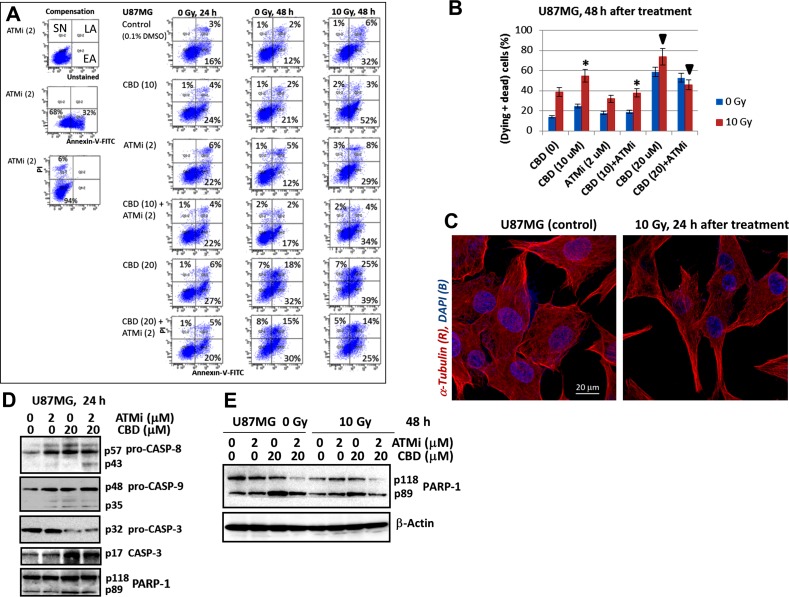 The apoptotic commitment of U87MG after treatment with CBD (10-20 μM), ATMi (2 μM) and γ-irradiation (10 Gy), alone or in combinations(A and B) Annexin-V-FITC and PI staining for determination of early apoptotic (EA), late apoptotic (LA) and secondary-necrotic (SN) GBM cells after indicated treatment was followed by the flow cytometry. Typical experiment (A) and pooled results of four independent experiments (B) using U87MG cells 24-48 h after indicated treatments are shown. Percentage of (dying + dead cells) included early apoptotic (EA), late apoptotic (LA) and secondary necrotic cells (SN). Error bars represent means ± S.D. (p < 0.05, Student's t-test). The stars and the arrows indicate significant differences between indicated cells after specified treatment. (C) The images of control and irradiated U87MG after immunostaining with α-Tubulin and DAPI followed by confocal microscopy are shown. (D and E) Western blot analysis of apoptotic marker proteins 24 h and 48 h after indicated treatments of U87MG cells.