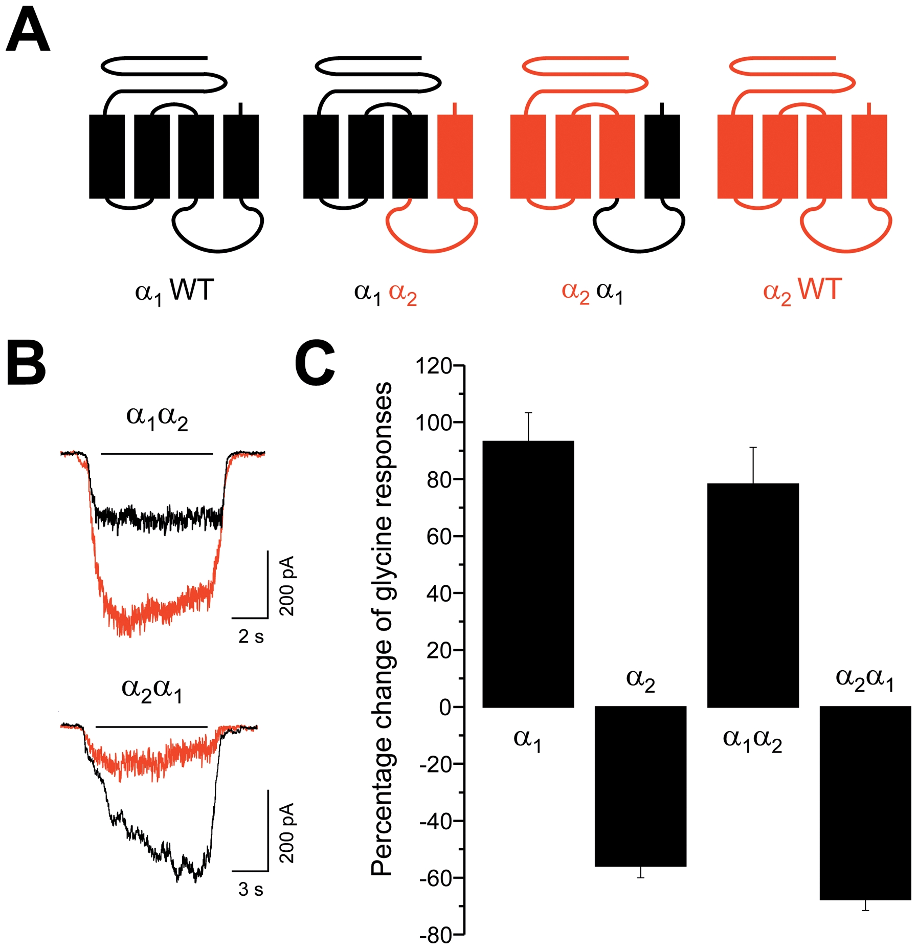 NA-Gly effects on chimeric GlyR constructs.(A) Schematic depiction of wild type and chimeric GlyRs. (B) Examples of whole-cell currents recorded from α1α2 or α2α1 GlyRs before (black) and during the application of NA-Gly (10 µM, red). (C) Percent change of the normalized glycinergic membrane currents during the application of NA-Gly (10 µM) using equipotent (EC10) glycine concentrations. The exchange of the IL between TM3 and TM4 plus the TM4 domain between α1 and α2 GlyRs did not significantly influence the NA-Gly-induced modulation.
