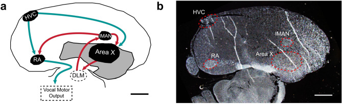 Summary of song brain regions of interest. (A) Schematic representation of brain regions focused upon and their interconnections. Microlesions target HVC and produce vocal deficits with recovery dependent on sensorimotor learning (deafened birds do not recover14). Red arrows represent the anterior forebrain pathway (AFP), a cortico-basal ganglia-thalamic circuit critical for vocal learning and inducing vocal variability through adulthood. Green arrows represent vocal motor pathways. Dashed regions indicate approximate x,y locations of regions not visible in panel B. (B) Is a representative darkfield image used to identify sections with regions of interest and to define their borders for superimposing on images obtained later via confocal microscopy. This image was used to produce the camera lucida-type tracing in Panel A. Note the distinct nuclear organization of song regions contrasts with laminated mammalian cortex and allows targeting for lesioning, dissection, and other manipulation. Rostral is approximately right, dorsal up, and bars = 1 mm. Abbreviations: HVC (proper name), lMAN (lateral magnocellular nucleus of the anterior nidopallium), RA (robust nucleus of the arcopallium), Area X (Area X of striatum, note that songbird striatum also contains pallidal projection neurons and interneurons that anatomically distinguish it from mammalian striatum that separates these features20).