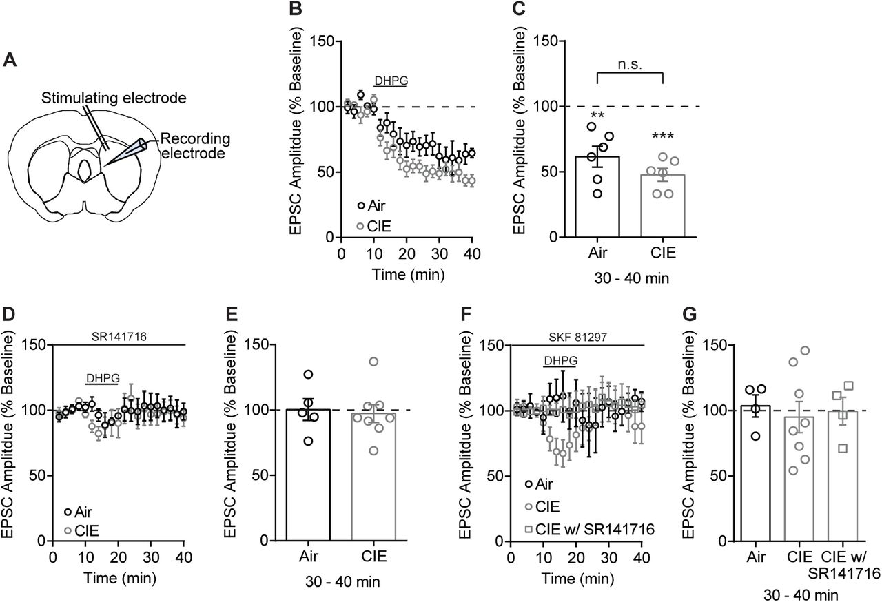 No difference between Air and CIE in the expression of DHPG-LTD of electrically evoked EPSCs.(A) Schematic of local electrical stimulation and recording site in the DS. (B) DHPG-LTD of electrically evoked EPSCs expressed in both Air and CIE mice. (C) Bar graph representing the percentage change from baseline (min 0–10) after bath application of DHPG (min 30–40) (Air: 61.62 ± 8.03% of baseline at 30-40 min, n = 6, paired t test vs. baseline: t5 = 4.79, p<0.01; CIE: 47.69 ± 4.95% of baseline at 30-40 min, n = 6, paired t test vs. baseline: t5 = 10.57, p = 0.0001; unpaired t test Air vs. CIE: t10 = 1.48, p = 0.17) (D) DHPG-LTD is blocked by a CB1 receptor antagonist, SR141716 (1 μM). (E) Bar graphs representing the percentage change from baseline after bath application of DHPG in the presence of SR141716 (Air: 100.3 ± 8.27% of baseline at 30-40 min, n=5, paired t test vs. baseline: t4 = 0.04, p = 0.97; CIE: 97.25 ± 6.87% of baseline at 30-40 min, n = 8, paired t test vs. baseline: t7 = 0.40, p = 0.70). (F) D1 agonist (3 μM SKF 81297) blocks the expression of DHPG-LTD in both Air and CIE. (G) Bar graphs representing the percentage change from baseline after bath application of DHPG in the presence of SKF 81297 or SKF 81297 with SR141716 (Air: 103.6 ± 8.45% of baseline at 30-40 min, n = 4, paired t test vs. baseline: t3 = 0.43, p = 0.70; CIE: 95.11 ± 11.97% of baseline at 30-40 min, n = 8, paired t test vs. baseline: t7 = 0.41, p = 0.70). Short term depression in CIE mice (74.04 ± 9.88% of baseline at 10-20 min, n = 8, paired t test vs. baseline: t7 = 2.63, p = 0.03) is CB1 receptor dependent (107.10 ± 10.13% of baseline at 10-20 min, n = 4, paired t test vs. baseline: t3 = 0.70, p = 0.53; 99.61 ± 10.58% of baseline at 30-40 min, n = 4, paired t test vs. baseline: t3 = 0.04, p = 0.97). Data points and bar graphs represent the mean ± SEM.