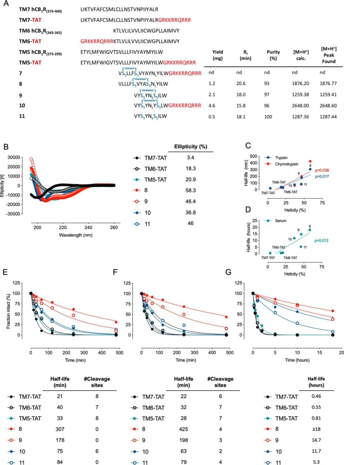 Biophysical analysis of stapled peptides. A, amino acid sequence alignment of the targeted TM regions and disrupting peptides. Cys residues are in the reduced state. Blue bridges indicate the stapled amino acid residues. The HIV-TAT amino acid sequence is displayed in red. Yields, purity, and MALDI-TOF data are shown for the stapled peptides and negative control. B, CD analysis of 30–50 μm peptides at 20 °C. For proteolytic stability studies, the peptide solution (55.5 μm for trypsin and chymotrypsin and 11.1 μm for serum) was incubated in the presence of 0.55 μg/ml trypsin from porcine pancreas (E), α-chymotrypsin (F), or mouse serum (G) at 37 °C for the indicated times (indicated on the x axis). Data are mean ± S.E. (error bars) (n = 3) percentage of intact peptide normalized to t = 0. Proteolytic half-lives and putative cleavage sites (predicted using the Expasy bioinformatics server's model with a 50% probability of cleavage) are indicated at the bottom of each panel. Positive correlation between helicity and half-life in trypsin/chymotrypsin (C) or serum (D) was determined by two-tailed Pearson's correlation test.