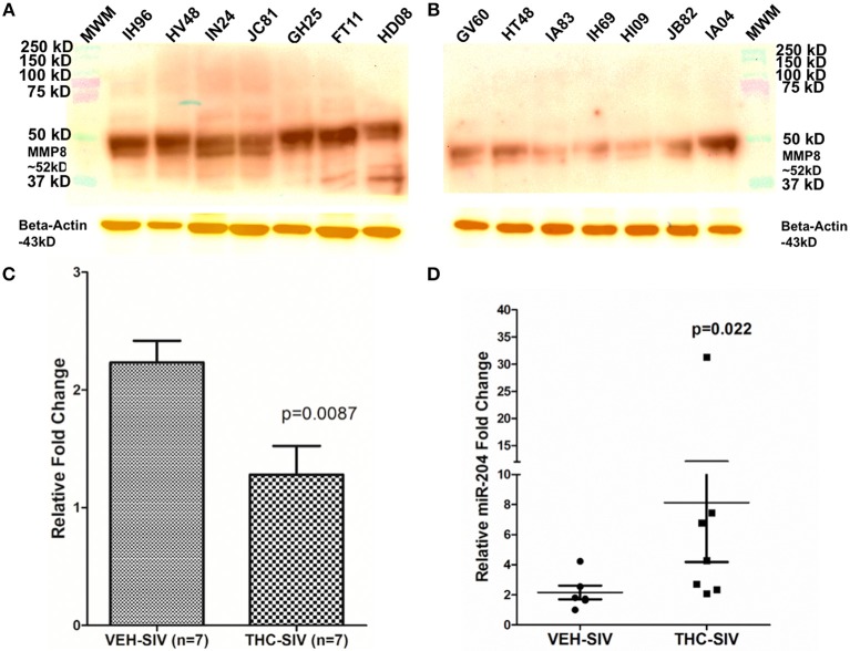 MMP8 protein expression is significantly reduced in whole colon tissue of THC/SIV rhesus macaques. Representative western blot (A,B) and quantification (C) showing a reduction in protein expression of MMP8 (~52 kD) in whole colon tissue of THC/SIV rhesus macaques. Immunoprecipitation/Western blotting was performed twice with the same samples. RT-qPCR confirmed significant upregulation of miR-204, a miRNA computationally predicted to directly target MMP8, in colonic epithelium of THC/SIV rhesus macaques (D). The RT-qPCR analysis was performed twice with the same samples. Immunoprecipitation/western blot densitometry data (C) was analyzed using Mann-Whitney U-test. RT-qPCR data were analyzed using the non-parametric Wilcoxon's rank sum test for independent samples. The error bars represent standard error of mean fold change within each group. MWM- Molecular weight marker.