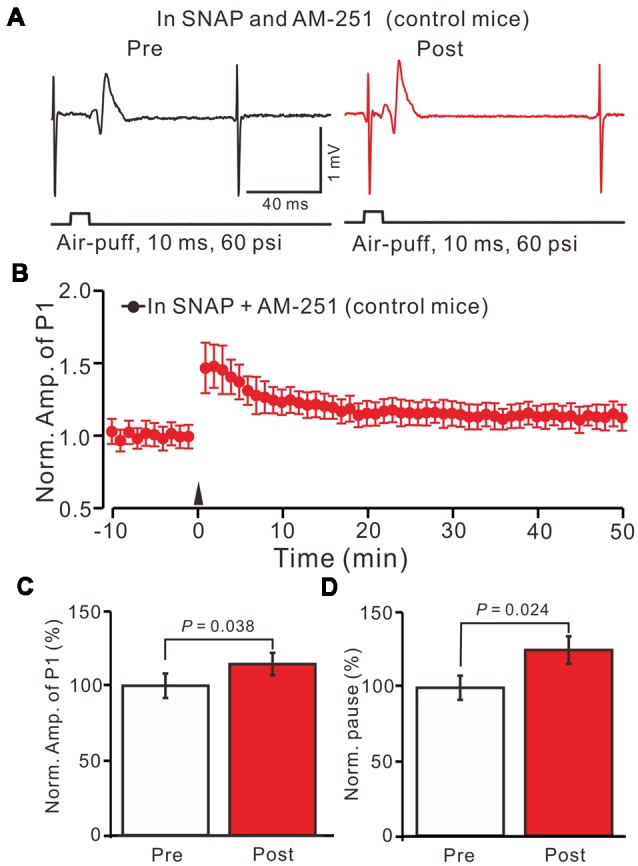 Inhibition of NOS and CB1 receptor activity, facial stimulation induced neither LTD nor LTP at MLI-PC synapses in EtOH consumption mice. (A) In the presence of the NOS inhibitor and the CB1 receptor blocker, representative traces showing air-puff stimulation (10 ms, 60 psi)-evoked responses in a cerebellar PC of EtOH consumption mice before (left) and after delivering 1 Hz stimulation. (B) Summary of the normalized P1 amplitude after delivery of 1 Hz facial stimulation (arrow head) in EtOH consumption mice (n = 7 mice). (C) Bar graph (n = 7 mice) showing the normalized amplitude of P1 before and after delivery of 1 Hz stimulation in EtOH consumption mice. (D) Summary of data (n = 7 mice) showing the normalized pause of a simple spike firing before and after delivery of 1 Hz stimulation in EtOH consumption. Note that at the inhibition of NOS and CB1 receptor activity, facial stimulation failed to induce MLI-PC LTD/LTP in EtOH consumption mice.