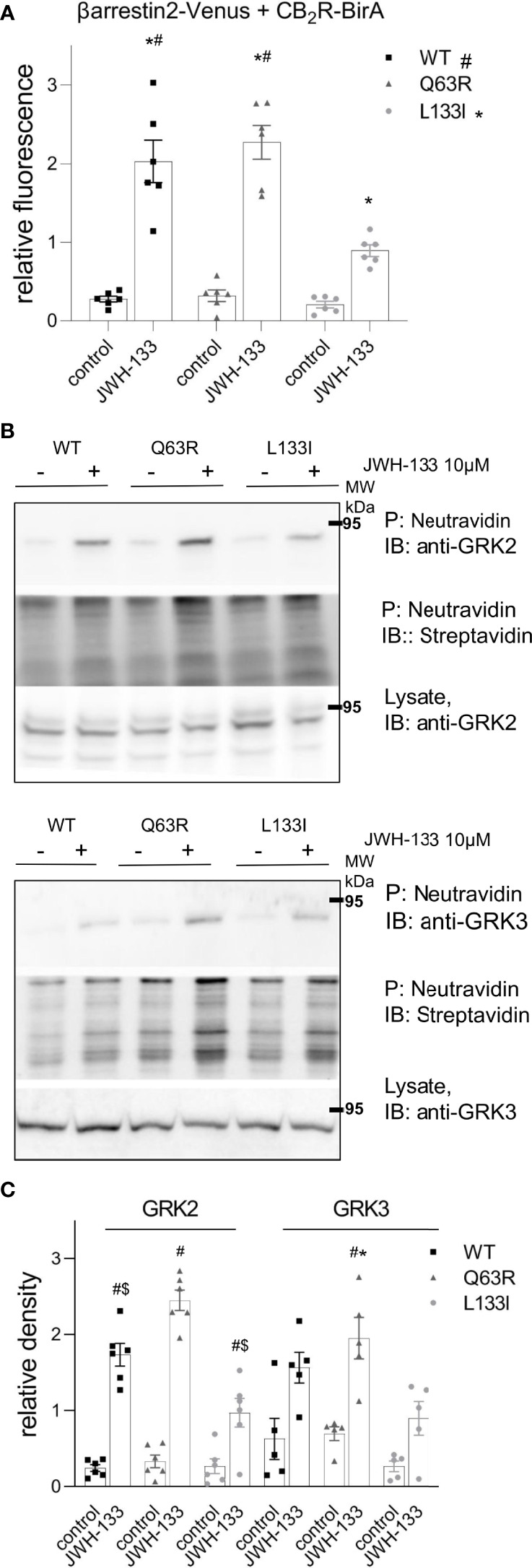 Proximity biotinylation assays: HEK 293T cells were either co-transfected with plasmids encoding wild type or mutant CB2R–BirA and β-arrestin2–Venus (A) or transfected only with BirA-tagged CB2Rs (B, C). 24 h after the transfection, cells were stimulated with 10 μM JWH-133, and at the same time 100 μM biotin was added for 20–24 h (A) The cells were lysed and the biotinylated β-arrestin2–Venus was pulled down using NeutrAvidin beads. Total Venus fluorescence on the beads is shown ± S.E.M. Two-way ANOVA indicated significant effects on the variation of both the mutations and the stimulation (stimulation: p<0.001, mutation: p<0.01) (B–D) Interaction of CB2Rs with endogenous GRK2 and GRK3. Representative blots of pull-downs are shown on panel (B). Quantified densities were normalized to streptavidin staining and data are shown as individual samples and mean ± S.E.M. (n=6-5) (C). The results were analyzed by two-way ANOVA (stimulation and mutation) and Tukey’s post-hoc test was applied for pairwise comparisons of the wild-type and mutant CB2R. For both GRKs, two-way ANOVA indicated significant effects on the variation of both the mutations and the stimulation (stimulation: p<0.01 for both, mutation: p<0.001 for GRK2 and p<0.05 for GRK3, respectively). # indicates significant difference vs. mock-stimulated samples, * indicates a significant difference compared to L133I mutant and $ indicates a significant difference compared to Q63R in pairwise comparisons in the post-hoc test (p<0.05) (A, C).