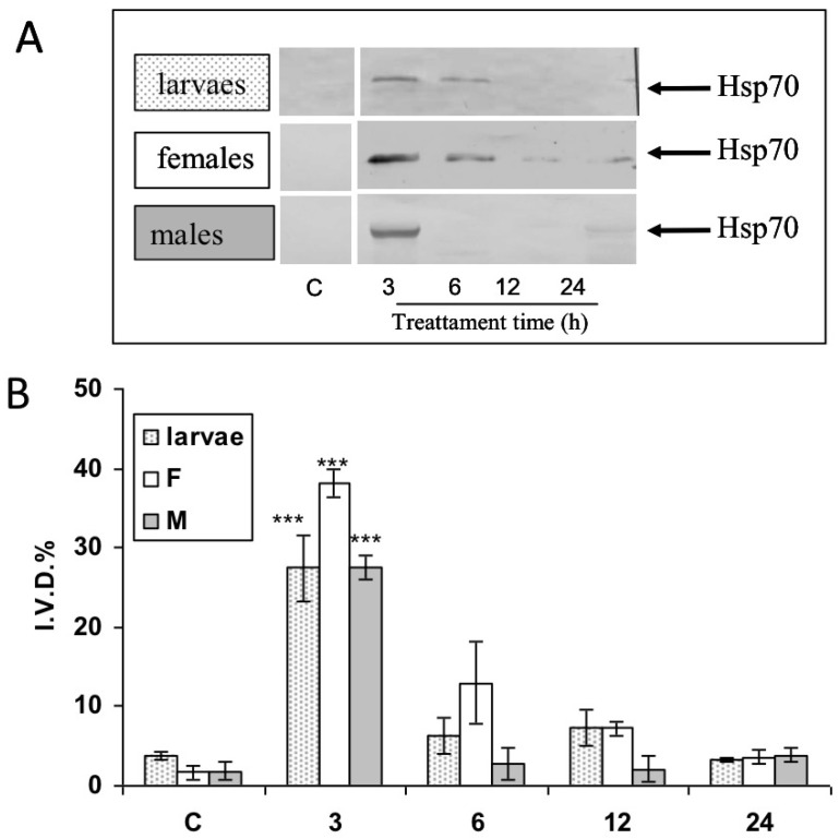 Effects of Bacillus thuringiensis on expression levels of the protein Hsp70 in adults and larvae of hemocites Rhynchophorus ferrugineus after 3, 6, 12, and 24 h treatment. (A) Representative Western blot of Hsp70 levels in three specimens from each group (one for each experimental trial). (B) Integrated optical density histogram (IDV) of the Hsp70 protein bands. Data are means ± S.D. (N = 15 control and N = 15 test specimens). Asterisks represent significant differences between control and test groups (*** p < 0.001).