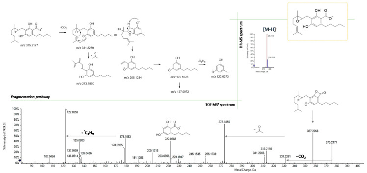 HR-MS and MS/MS spectra of 6,7-epoxyCBGA (at m/z 375.2177) and the proposed fragmentation pathway.