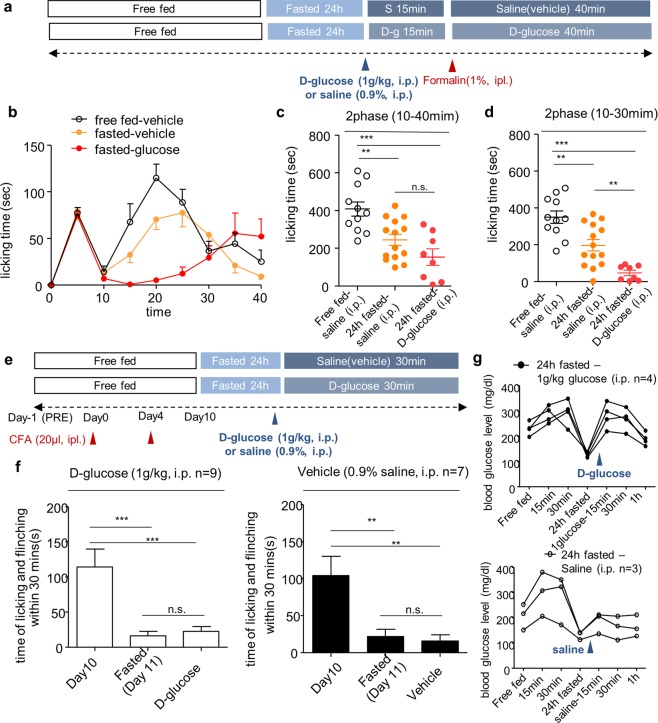 The analgesic effect of intraperitoneal administration of D-glucose on inflammatory pain behavior. (a) Experimental design and schedule for formalin test. (b) Time course of spontaneous pain behavior following intraplantar injection of formalin after D-glucose (1 g/kg) administration; Free fed (n = 11), Fasted (n = 14), D-glucose treated (n = 8). (c,d) 2nd phase of the formalin test was divided into 10 to 40 min and 10 to 30 min and analyzed. (e) Experimental design and schedule for complete Freund’s adjuvant (CFA)-induced chronic inflammatory pain model; D-glucose treated (n = 9), Vehicle treated (n = 7). (f) Effect of D-glucose administration on CFA-induced spontaneous pain behavior. (g) Blood glucose level after intraperitoneal administration of D-glucose (1 g/kg); D-glucose treated (n = 4), Vehicle treated (n = 3). Data are presented as mean ± SEM. **p < 0.01, ***p < 0.001 (c,d one-way ANOVA followed by Bonferroni test, f repeated measures ANOVA followed by Bonferroni).