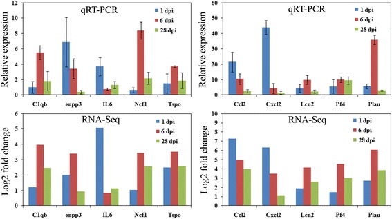 Quantitative RT-PCR validations of DEGs characterized by RNA-Seq. The relative expression level of target mRNAs was calculated using the ΔΔCt method and expressed relative to the value in the sham group (designated as 1). Data represent the mean ± SD (n = 3). Log2 fold change was the ratio of average Log2 folds between samples