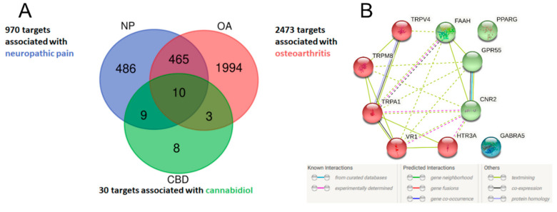 Venn diagram of potential therapeutic targets of CBD in the neuropathic component of OA (A). Lists of disease-associated targets were obtained from the Open Targets Platform, and a list of CBD targets was created based on a literature search. Ten CBD targets associated with neuropathic pain and osteoarthritis were visualized in STRING and clustered into either ionotropic receptors or proteins associated with the endocannabinoid system (B).