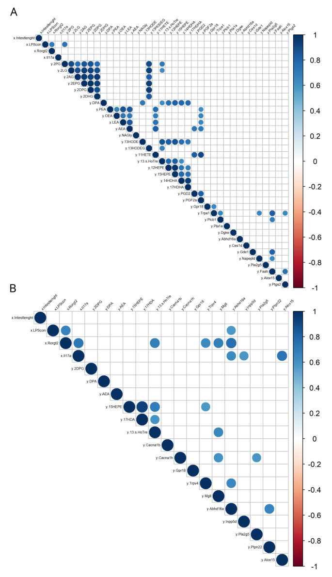 Correlation plot between intestinal length, bacterial components, mRNAs of inflammatory markers, and the eCBome-related mediators measured in two gut segments (i.e., the duodenum and distal colon). (A) Correlation matrix showing Pearson correlations with Bonferroni’s adjustment in the duodenum; (B) Correlation matrix showing Pearson correlations with Bonferroni’s adjustment in the colon. Positive correlations are displayed in blue and negative correlations in red. Color intensity and size of the circles are proportional to the correlation coefficients. “x” refers to the first data set, the intestinal length, bacterial components, and inflammatory markers, while “y” refers to the second data set, the eCBome-related mediators and mRNAs measured in the two respective gut segments.