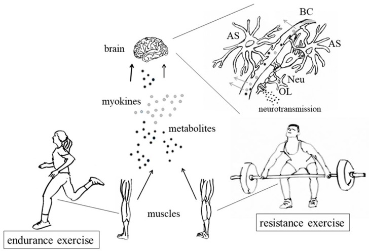 Hypothetical pathway for the exercise-mediated effects on brain functions: both endurance and resistance exercise, even if with different kinetics and properties, allow muscle synthesis, and release myokines (e.g., brain-derived neurotrophic factor, BDNF), as well as of metabolites (such as lactate) into the circulation; these molecules can cross the blood­­­­–brain barrier (BBB) at the level of the brain capillaries (grey arrows) and affect the functions of both neurons and glial cells, thus modifying neurotransmission in different regions of the brain. As explained in the text, neurotransmission can then activate pathways leading to modifications of gene expression. AS: astrocytes; BC: brain capillaries; Neu: neurons; OL: oligodendrocytes.