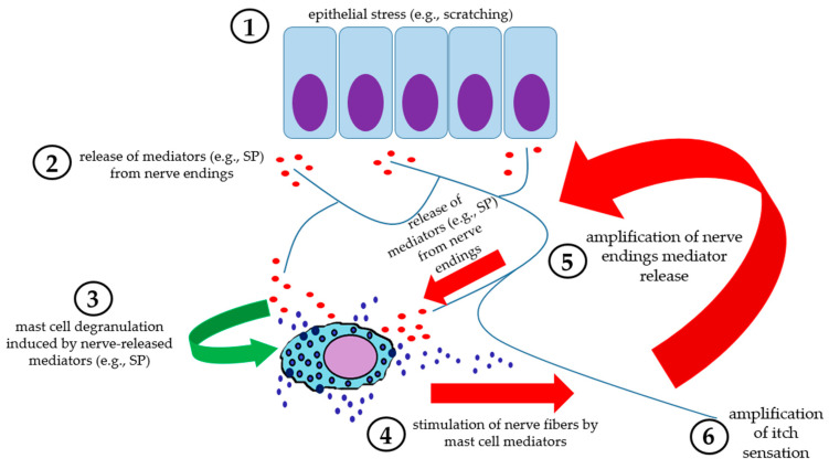 Schematic representation of neurogenic inflammation in the skin. (1) Epithelial stressors (e.g., scratching) lead to mediator release (among them substance P) from nerve endings (2), which stimulate mast cell degranulation (3). Mast cell mediators, in turn, act on peripheral nerve endings (4), enhancing the release of neuromediators (5), thus fueling a positive mast cell-nerve loop, with amplification of itch sensation (6).