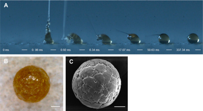 Formation of Cannabis extract microdepots. (A) Sequential images showing the evolution of a PCL microdepot loaded with 30 wt % Cannabis extract onto a nonwetting surface. (B) Optical and (C) SEM micrographs of a resulting microdepot. Scale bar: (A) 100 and (B, C) 50 μm.
