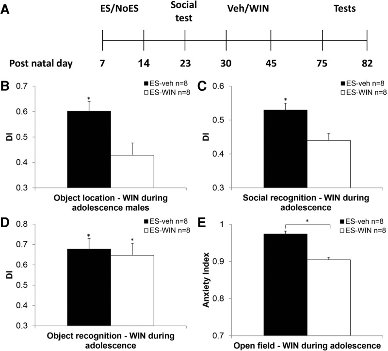 The effects of chronic cannabinoid treatment during the adolescence period on short-term memory and anxiety in early stressed males. (A) Experimental design: The dam and her pups were housed in a cage with limited (ES) bedding material from P7 to P14. On day 23, pups were exposed to a social interaction test to verify that early stress exposure results in impaired social behavior. During the adolescence period (P30–P45) rats received 14 injections of vehicle (veh) or the CB1/2 agonist WIN. On P75 rats were taken to neurocognitive tests (object location, object recognition, and social recognition) and to the open field for an anxiety test (P75–79: habituation to the memory tests arena; P80: object recognition; P81: object location; P82 social recognition; P83 open field). (B) ES WIN-treated adolescent males demonstrated impaired performance in adulthood in a spatial recognition task compared to ES vehicle-treated males. (C) ES WIN-treated adolescent males demonstrated impaired performance in adulthood in a social recognition task compared with ES vehicle-treated males. (D) No difference in performance in the object recognition task was observed. (E) ES WIN-treated adolescent males demonstrated less anxiety in an open field test compared with vehicle-treated rats in adulthood. (*P < 0.05).