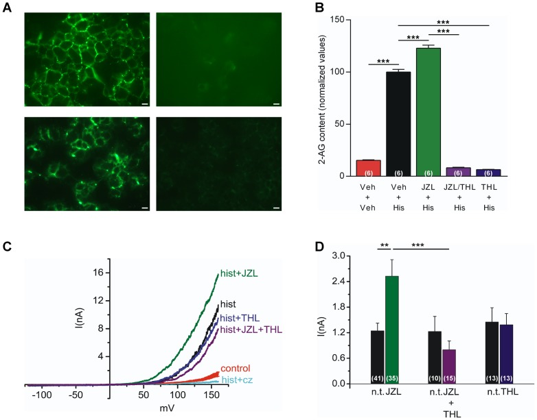 Contribution of 2-arachidonoylglycerol to TRPV1 activation evoked by stimulation of phospholipase C-coupled histamine H1 receptors in HEK293 cells.(A) Monoacylglycerol lipase (MAGL) expression in HEK293 cells, as shown by immunocytochemistry. Upper and lower left images show staining with human MAGL antibodies from Abcam and Pierce Biotechnology, respectively. Right hand images were obtained after incubation of the primary antibodies with respective blocking peptide. (B) Histamine (His, 100 µM) increased the content of 2-arachidonoylglycerol (2-AG) in HEK293 cells transiently expressing the phospholipase C-coupled histamine H1 receptor. Incubation (30 min) with the MAGL inhibitor JZL184 (JZL, 10 µM) further increased the 2-AG content, whereas the diacylglycerol lipase (DAGL) inhibitor tetrahydrolipstatin (THL, 10 µM) prevented the histamine-induced 2-AG increase. The 2-AG content was normalized to the average 2-AG content induced by histamine in vehicle-treated HEK293 cells in each experiment. The results are presented as mean ± s.e.m (n = 6). One-way ANOVA followed by Bonnferroni's post hoc test was used for comparing groups of data. (C) Current-voltage relationships in HEK293 cells transiently co-expressing TRPV1 and the rat histamine H1 receptor before (red trace) and after (black trace) exposure to histamine 100 µM in the absence and presence of JZL184 (10 µM), THL (10 µM), JZL184 plus THL (each 10 µM) or Cz (10 µM). The control trace shows the average current with error bars obtained from 119 cells. (D) The mean current amplitude elicited by histamine at a test potential of +100 mV in non-treated (n.t.) cells and in cells treated (at least 20 minutes) with enzyme inhibitors. Data are presented as mean ± s.e.m (n = 6–8). Kruskal-Wallis one-way ANOVA followed by Dunn's post hoc test was used for comparing groups of data. **P<0.01, ***P<0.001.
