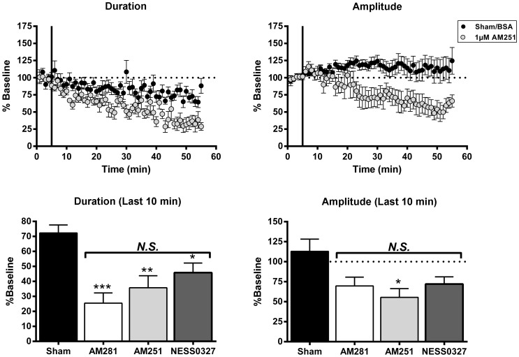 CB1 antagonists reduce up-state amplitude and duration.Top graphs: time course of measures of up-state duration and amplitude in cultures treated with sham conditions or the CB1 inverse agonist AM251 (1 µM). Points represent group means ± SEM. Bottom graphs: summary data from the four treatment conditions (sham, 1 µM AM281, 1 µM AM 251, 0.1 µM NESS0327) binned over the last 10 min and normalized to their respective baselines (N = 6–10). Bars represent group means ± SEM. Asterisks indicate significant difference from the sham group, and N.S. indicates no significant differences between drug treated groups. Symbols: *p<0.05, **p<0.01, ***p<0.001.