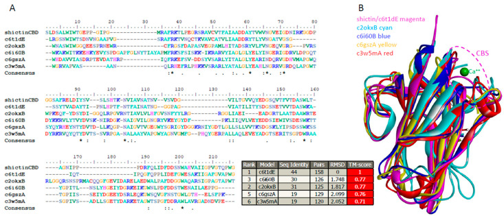 Superposition of five homologous carbohydrate-binding domains (CBDs) with Shictin CBD. (A) Protein sequence alignment of homologous CBDs. (B) Superimposed homologous CBD structures. The Calcium ion (Ca2+) in green is depicted in the carbohydrate-binding site (CBS) [56]. TM-score is a normalized score from 0 to 1, representing overall similarity of the proteins. Scores above 0.5 indicate the same overall fold.