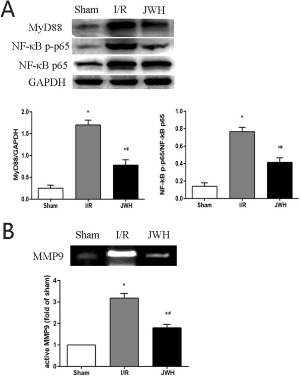 Effects of JWH-133 pretreatment on the protein expression of MyD88/NF-κB and MMP9 activity after I/R injury in the spinal cord tissue. a Protein expression of MyD88, NF-κB p-p65, and NF-κB p65 at day 2 after injury. JWH-133 treatment reduced the expression of MyD88 and NF-κB p-p65 comparing with I/R group. b MMP9 activity at day 2 after injury. The MMP9 activity of JWH group was obviously less than that of I/R group. All results are represented as mean ± SEM (n = 5). *P < 0.05 vs. sham group; #P < 0.05 vs. I/R group