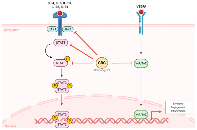 Effects of CBG on inflammatory and vascular signaling pathways in rosacea. In the LL-37-induced rosacea-like mouse model, inflammatory cytokines (Il4, Il6, Il13, Il22, Il31) activate the JAK1/STAT3 signaling pathway, and Vegfa promotes YAP/TAZ activation. These pathways act in concert to drive erythema, angiogenesis, and inflammation. Topical treatment with CBG inhibited the phosphorylation of STAT3 and suppressed YAP/TAZ activity, thereby attenuating rosacea-related inflammatory and vascular responses. CBG, cannabigerol; VEGFA, vascular endothelial growth factor A; JAK, Janus kinase; STAT, signal transducer and activator of transcription; YAP, yes-associated protein; TAZ, transcriptional coactivator with PDZ-binding motif; IL, interleukin.