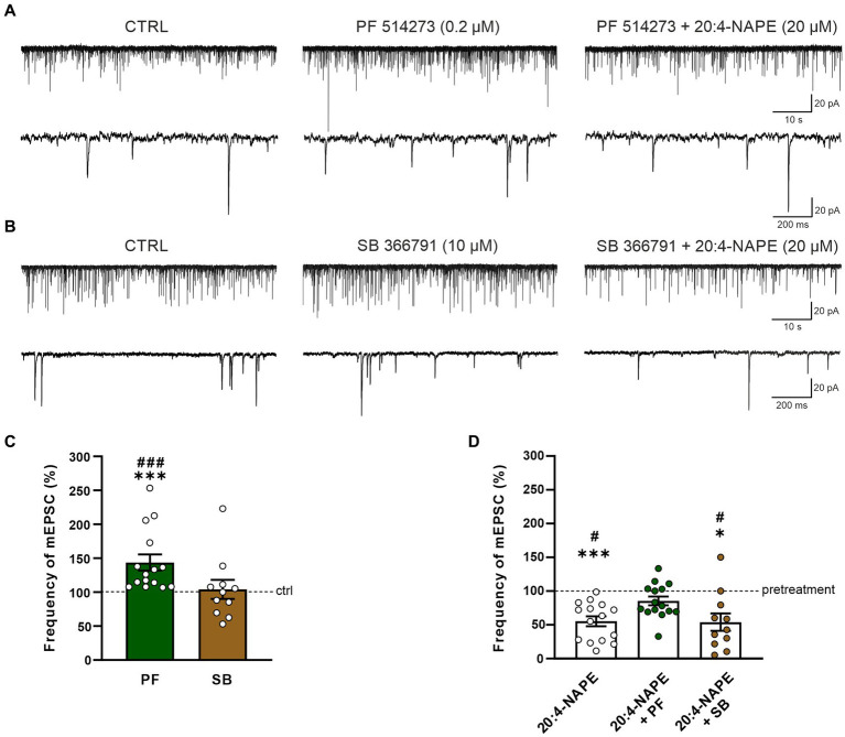 Effect of CB1 and TRPV1 antagonists application on 20:4-NAPE-induced inhibition of mEPSC frequency in naive slices. (A,C) The application of CB1 antagonist PF 514273 (0.2 μM) significantly increased the frequency of the recorded mEPSC, as is evident in the native recording example (A) and the averaged data graph (C, n = 15, ***p < 0.001 vs. control, ###p < 0.001 vs. SB 366791, one-way ANOVA on ranks, Kruskal-Wallis test, Dunn’s post hoc test). Subsequent co-application of PF 514273 (0.2 μM) and 20:4-NAPE (20 μM) did not change the mEPSC frequency compared to the antagonist pretreatment (D). (B,C) TRPV1 antagonist SB 366791 application (10 μM) did not change the mEPSC frequency compared to the control level (n = 11). Subsequent application of 20:4-NAPE (20 μM) in the presence of SB 366791 (10 μM) induced significant inhibition of the mEPSC frequency (B,D). (D) The summary graph shows a comparison of 20:4-NAPE-induced inhibition with the effects of 20:4-NAPE co-application with CB1 and TRPV1 antagonists. Data are expressed as a percentage of the pretreatment. PF 514273 prevented the 20:4-NAPE-induced inhibitory effect on mEPSC frequency, while SB 3667 did not (*p < 0.05, ***p < 0.001 vs. pretreatment (100%), Wilcoxon signed rank test; #p < 0.05 vs. co-application of PF 514273 + 20:4-NAPE, one-way ANOVA with Tukey post hoc test).