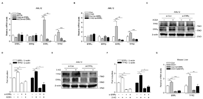 Knockdown of ERRγ decreases CB1 receptor-mediated TFR2 gene expression. (A,B) Q-PCR analysis showing ERRγ knockdown effect on CB1 receptor-mediated TFR2 mRNA levels. AML12 cells were transfected with si-Con or si-ERRγ for 48 h and then treated with either ACEA (10 μM) (A) or 2-AG (10 μM) (B) for 12 h. (C–F) Western blot analysis and graphical representation showing ERRγ and TFR2 protein levels. AML12 cells were transfected with si-Con or si-ERRγ for 48 h and then treated with ACEA (10 μM) (C,D) and 2-AG (10 μM) (E,F) for 12 h. (G) Ad-US or Ad-shERRγ were injected via tail veins of male C57BL/6J mice (n = 5 per group). At day 6 after the injection, mice were treated with vehicle or alcohol (6 g/kg) for 24 h. Q-PCR analysis showing mRNA levels of ERRγ and TFR2 in livers of mice. All experiments were performed in duplicate (C–F) or triplicate (A,B,G) and repeated at least twice. Error bars show ± SD. * p < 0.05, ** p < 0.01, *** p < 0.001 by two-tailed Student’s t-test.