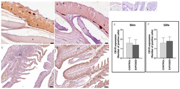 Light micrographs of eel skin and gills. Immunoreactivity to CB1R. (A,C): control specimens; (B,D): exposed specimens. Insets: 1, 2, 3, 4: negative control of (A–D), respectively. In the skin of control (A) and exposed (B) specimens, the epithelium (e) appeared immunopositive, with keratinocytes (k) and club (c) cells well stained. m: mucous cells; s: scales. The gills of both control (C) and exposed (D) specimens showed CB1R immunopositivity in the primary (pl) and secondary (sl) lamellae. Scale bar: (A,B): 0.020 mm; (C,D): 0.050 mm. (E,F): semi-quantitative analysis of skin and gills immunoreactivity, respectively. The Mann–Whitney test did not show a statistically significant difference among the control and the exposed specimens (p > 0.05).