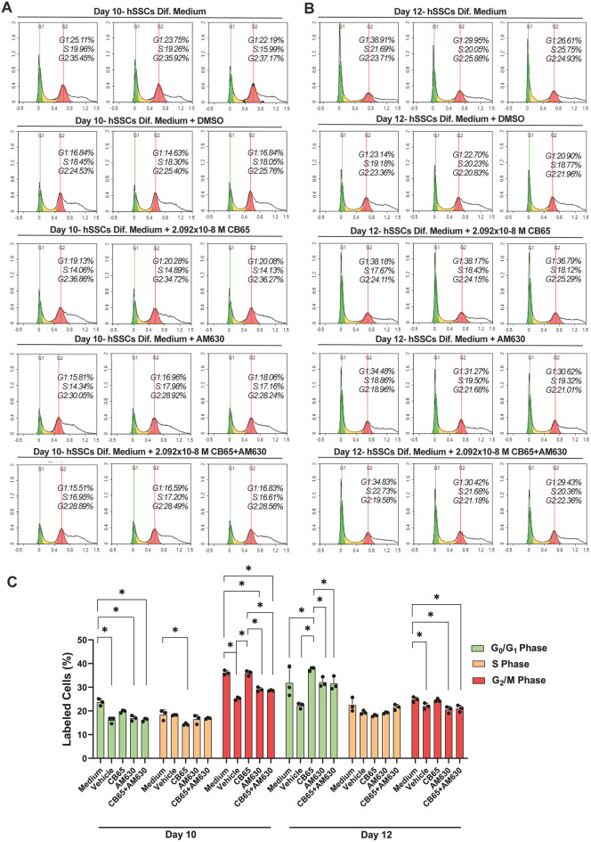 CB65 induces proliferation of hSSCs. CB65 increases the percentage of hSSCs in A. G2/M phases on day 10 and (B) G0/G1 phases on day 12 by PI labeling. (C) CB65 at submaximal dose increases the percentage of hSSCs in G2/M and G0/G1 phases on day 10 and 12, respectively, compared to medium, medium vehicle (%0.001 DMSO), AM630 and CB65 + AM630 applied groups. *p < 0.0001