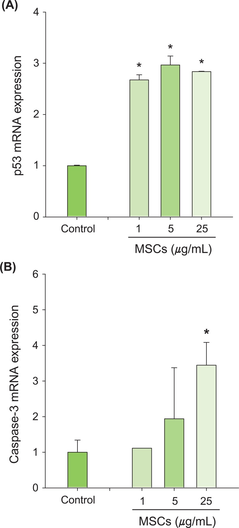 p53 and Caspase-3 gene expression in p53-wildtape (WT) H460 cells exposed to marijuana smoke condensates (MSCs). The cells were exposed to MSCs (1-25 µg/mL) for 6 hours to identify p53-related genes involving p53 (A) and Caspase-3 (B). The results are expressed as mean±SD. Values were significantly different from the control (0.1% DMSO). *p < 0.05.