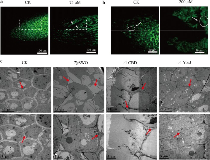 The effects of TgSWO and the different FRDP on cell architecture in the various treatments. a The CLSM analysis results of the root tips from the CK and 75 μM TgSWO treatments, and the white dotted squares represent the change of cell arrangement. b The CLSM analysis results of the root tips from the CK and 200 μM TgSWO treatments, and the white dotted squares represent the change in cell size. Graphics were representative of at least 15 independent roots for every treatment. c The slice analysis results of the root tips in different treatments after treatment with TgSWO and other FRDP for 48 h. SWO (15 µM), ΔCBD (7 µM), and ΔYoaJ (10 µM) were used to treat the cucumber seedlings; CK was without any protein; and the red arrow indicates the cell wall intracellular space