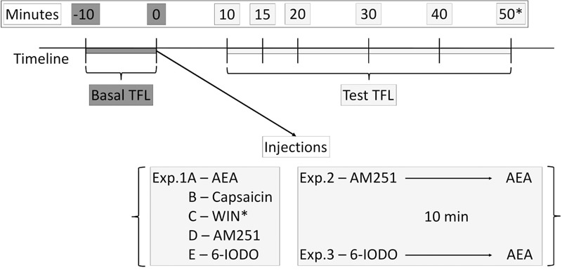 Timeline of the tail-flick test showing basal TFLs (dark gray boxes) and test TFLs (light gray boxes) recordings as well as injection procedures performed at the Exps. 1–3.