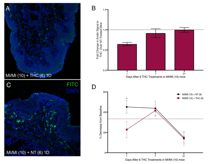 Reduced vaginal mast cell density and ano-genital sensitivity following six intra-vaginal therapeutic THC treatments after 10 vaginal MI challenges in previously sensitized ND4 female mice. (A,C) Representative confocal images of vaginal canal tissue from mice that were sensitized and challenged with MI and subsequently treated with THC (A) or untreated, that is, NT (C), at one day after the last treatment, respectively. Mast cells stained with FITC-conjugated avidin (green) and nuclei counterstained with DAPI (blue); 200× magnification. (B) Mast cell density displayed as fold change in avidin signal in THC-treated over NT mice at 1, 7, and 10 days after the 6th THC treatment; 6–7 mice/treatment group. Black dotted line denotes no change in MC abundance. (D) Anogenital tactile sensitivity of MI challenged mice treated with NT (black) or therapeutic THC (red) 1, 7, and 10 days after the 6th THC treatment; n = 8–9 mice/treatment group. Results displayed as mean ± SEM. Significance with respect to control group * p < 0.05.