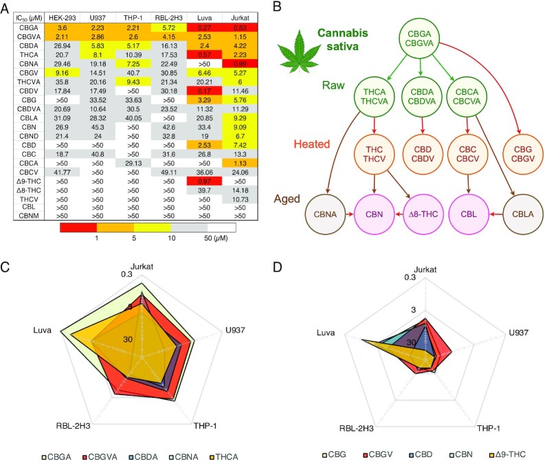 Differential potency of cannabinoids in modulating SOCE across various immune cells. (A) Heat map demonstrating IC50 values of cannabinoids against SOCE across 5 immune cell lines and 1 nonimmunological cell line. Red colored boxes indicate higher potency and white boxes indicate lower potency of SOCE inhibition (see table legend). (B) Biosynthetic pathway of cannabinoids in the Cannabis plant. Arrows indicate the direction of metabolism from precursor cannabinoids. (C) IC50 values of the top 5 most potent cannabinoids represented in a radar chart. The chart demonstrates that certain cannabinoids elicit similar IC50 values between specific types of immune cells while other display a differential potency. (D) IC50 values of the nonacidic version of the top 5 most potent cannabinoids represented in a radar chart format to highlight the difference in potency between these compounds and their acidic counterparts in C as well as across the 5 immune cell lines.